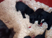 Adorable Black Labrador puppies ready now.