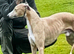 Handsome well breed male whippet for sale