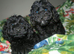 Cockapoo puppies