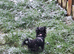 Cute female chorkie