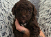 Stunning litter of F1b cockerpoos 3 merls 2 chocolat