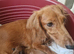 Cream Standard Longhaired Dachshund Puppies
