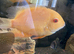 Golden Severum