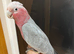 Friendly Baby Handreared Tame Galah Cockatoo Parrot,31