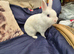 Female Netherland dwarf
