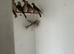 Mules linnet, goldfinch,black hooded red Siskin