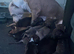 3 Staffy Puppies For Sale