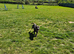 12 month old staffie