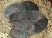 Stunning well handled Angora kits
