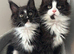 AMAZING HEALTH TESTED TICA REGISTERED MAINE COON KITTENS