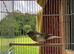 Beautiful male gloster canary for sell good singing