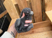7 Mini lops - waiting list open