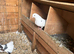 Garden fantails