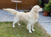 Kc golden retriever puppies