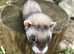 Baby ferrets ready soon