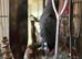 2 African greys