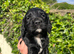 Outstanding cocker spaniel puppies