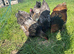 Gold/silver laced Brahma hatching eggs