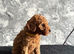 Stunning Red Minature Poodles