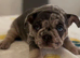 French bulldog puppies