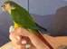 Hand reared tame yellowsided gcc (10)