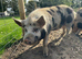 Beautiful Kune Kune Boar, 3 years old, Proven with multiple litters. Low Price For Good Home
