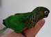 Hand Reared Black Capped Conure