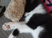 2 males kittens, black/white . Tuxedo. X