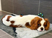 Kc registered cavalier King Charles