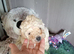 Miniature poodle