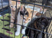 Beautiful Kittens
