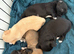 Beautiful Rainbow of Chihuahuas