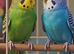 Birds selling in Stoke-on-Trent