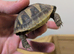 Hermann tortoise female 15months old