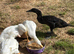 Ducks for rehome