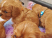 Beautiful cavalier King Charles puppies