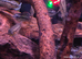 Dwarf Flag Acara