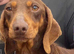Miniature long haired dachshund