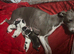 Italian greyhound pups