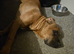 6 month Cane Corso X