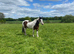 15.3hh 6yo ISH mare for sale