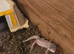 Midnight blizzard eclipse female gecko