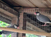 Pair of 2025 Java sparrows