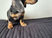Last dachshund boy forsale!