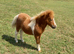 Show Quality Registered Miniature Shetland Colt Foal