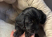 Daxipoo puppies