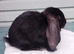Baby French Lop
