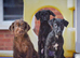 1st vaccine&rsquo;s & READY NOW Miniature Patterpoo&rsquo;s