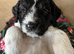 Cockerpoo puppies for sale 3 left