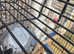 African Grey